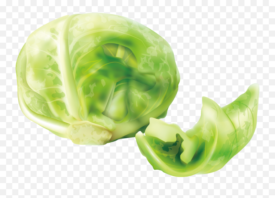 Cabbage Clipart Kisspng Transparent Png - Transparent Cabage Clipart Emoji,Lettuce Clipart
