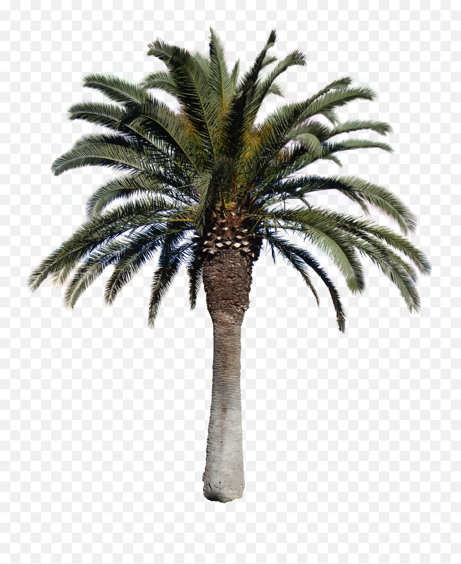Date Palm Tree Png Png - Transparent Date Tree Png Emoji,Palm Tree Png