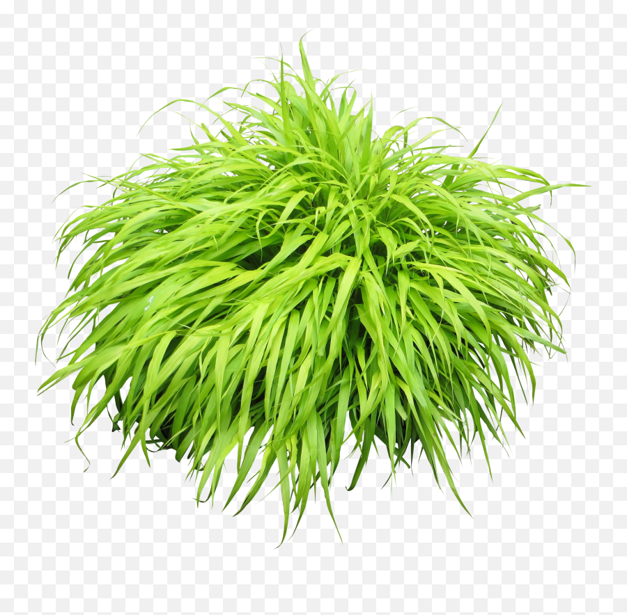 Bush Plant Png Image - Grass Bush Transparent Background Emoji,Plant Png