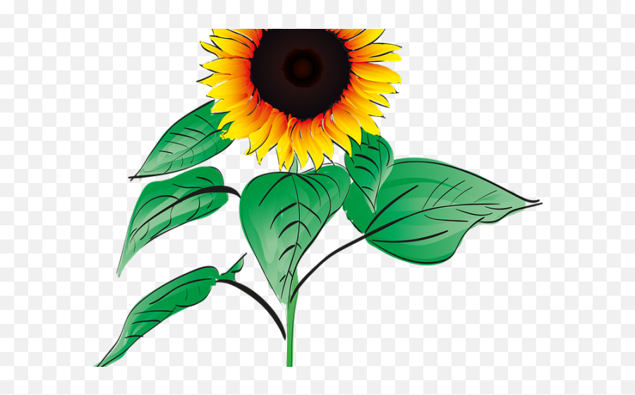 Sunflower Clipart Root - Png Download Full Size Clipart Sunflower Clipart With Roots Emoji,Sunflower Clipart