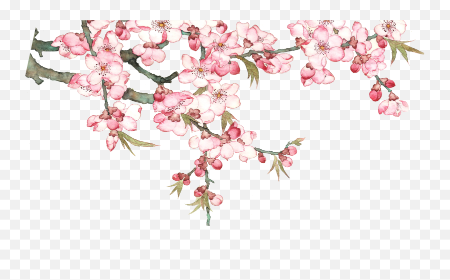 Hd Peach Blossom Png Transparent Png - Transparent Watercolor Cherry Blossom Emoji,Cherry Blossom Png