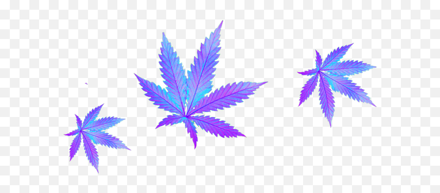 Cannabis Marijuana Iridescent - Free Image On Pixabay Blue Purple Pot Leaf Emoji,Pot Leaf Transparent