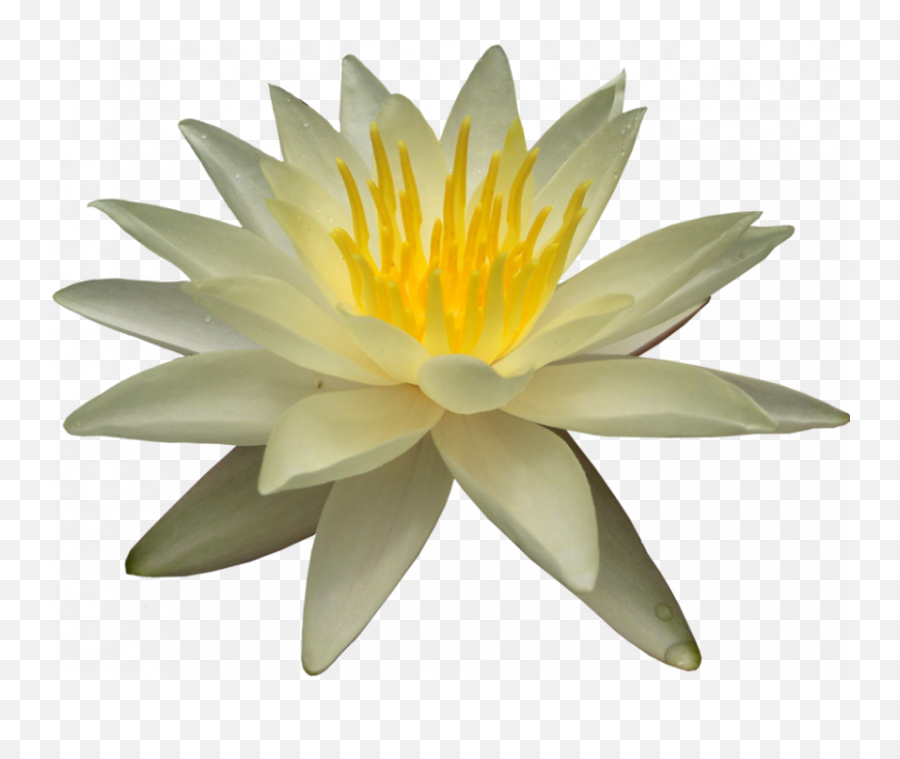 Real Lotus Flower Transparent Png Download Hd - 2021 Full Water Lily Without Background Emoji,Lotus Flower Transparent Background