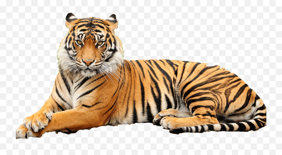 White Tiger Clipart Transparent Background - Point Defiance Sumatran Tiger Png Emoji,Tiger Clipart