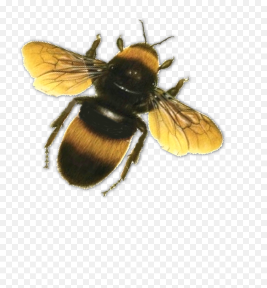 Bee In Png Transparent Background Free - Parasitism Emoji,Bee Png