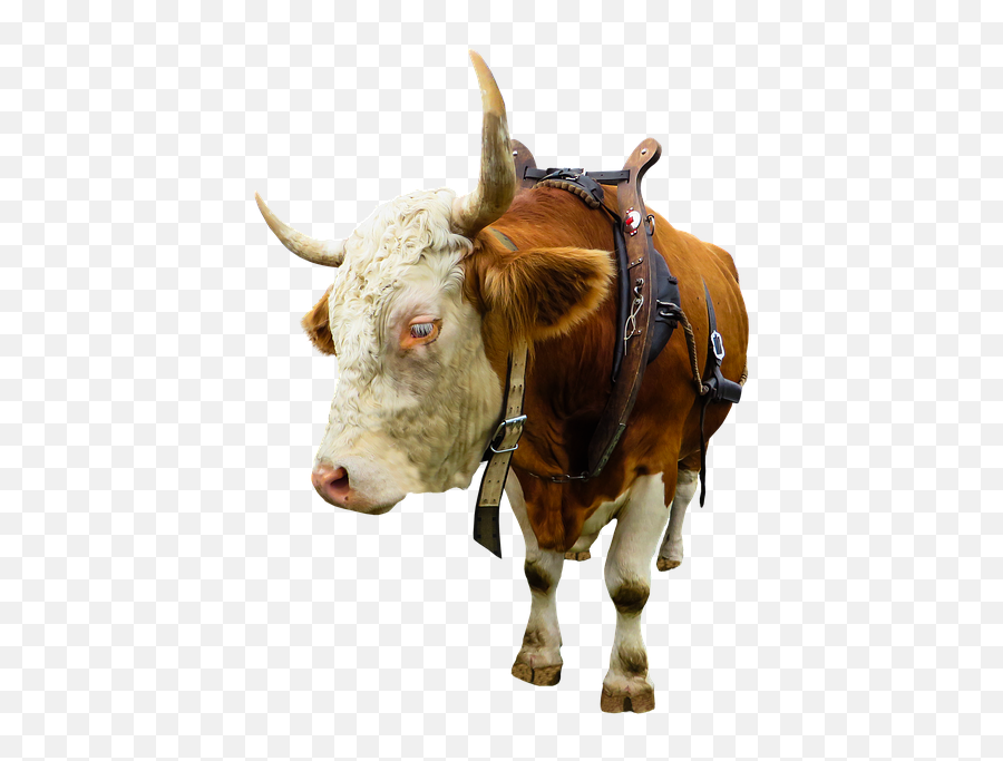 Free Photo Bull Beef Horns Animal World Farm - Max Pixel Cow Yoke Emoji,Bull Horns Png