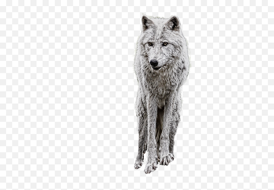 Wolf Photo Manipulation White Emoji,White Wolf Png