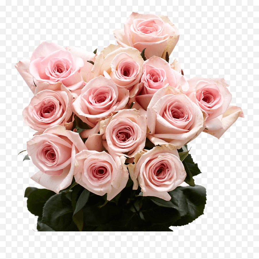 Beautiful Assorted Graceful Pink Roses Emoji,Pink Roses Png