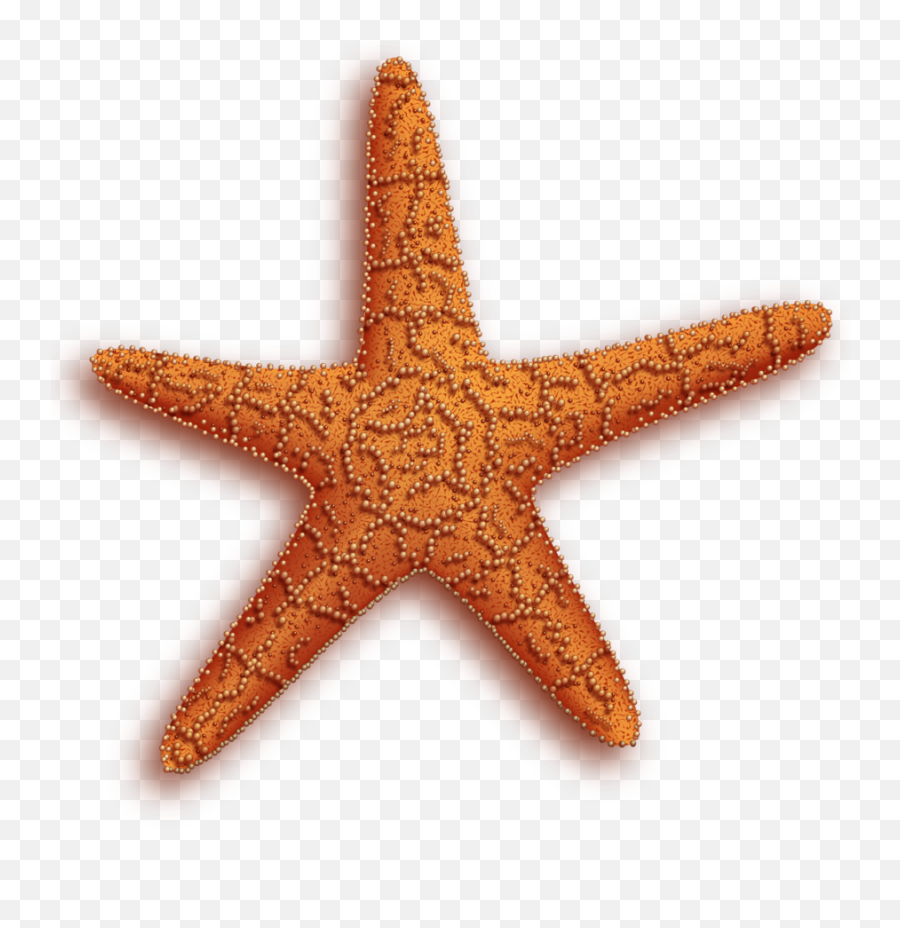 Starfish Png Clipart Free Download - Free Transparent Png Logos Transparent Star Fish Gif Emoji,Star Fish Png