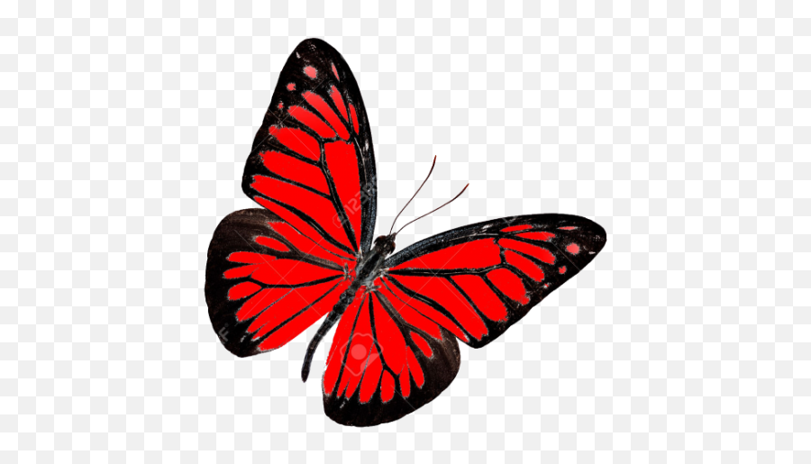Download Red Butterfly Transparent - Transparent Background Red Butterfly Png Emoji,Butterfly Transparent