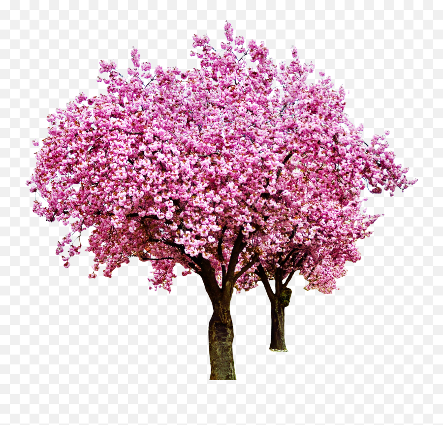 Cherry Tree Png - Albero Di Ciliegio Png Emoji,Cherry Blossom Png