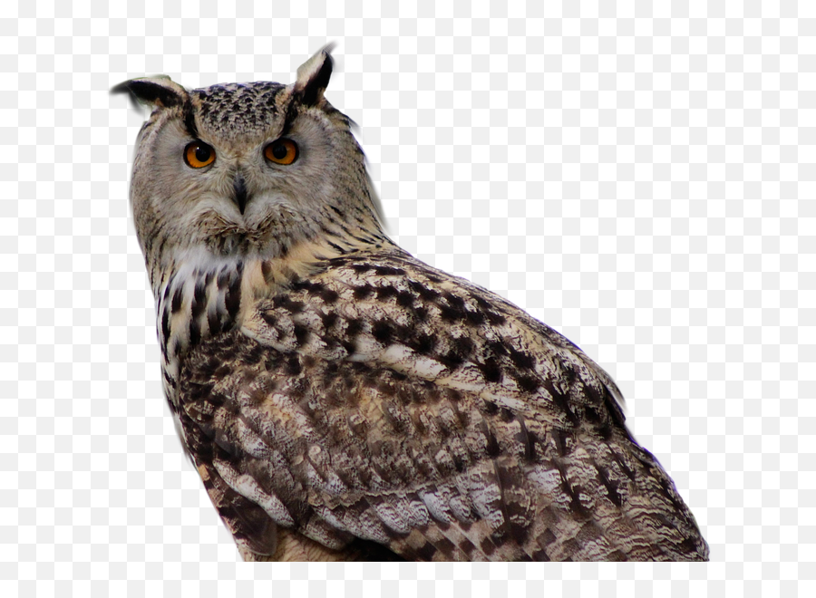 Owl Bird Of Prey - Buho Real Png Emoji,Transparent Animals