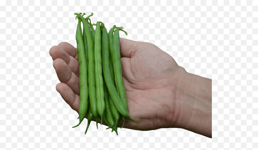 Caprice Green Pod Bush Bean Not Treated Emoji,Green Beans Png