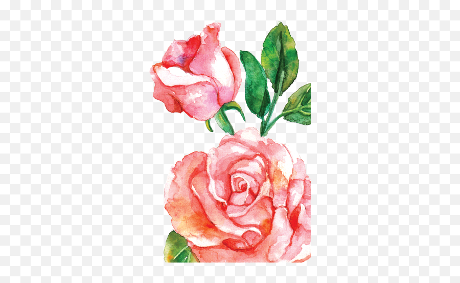 Pink Watercolor Roses Png Full Size Png Download Seekpng Emoji,Pink Roses Png