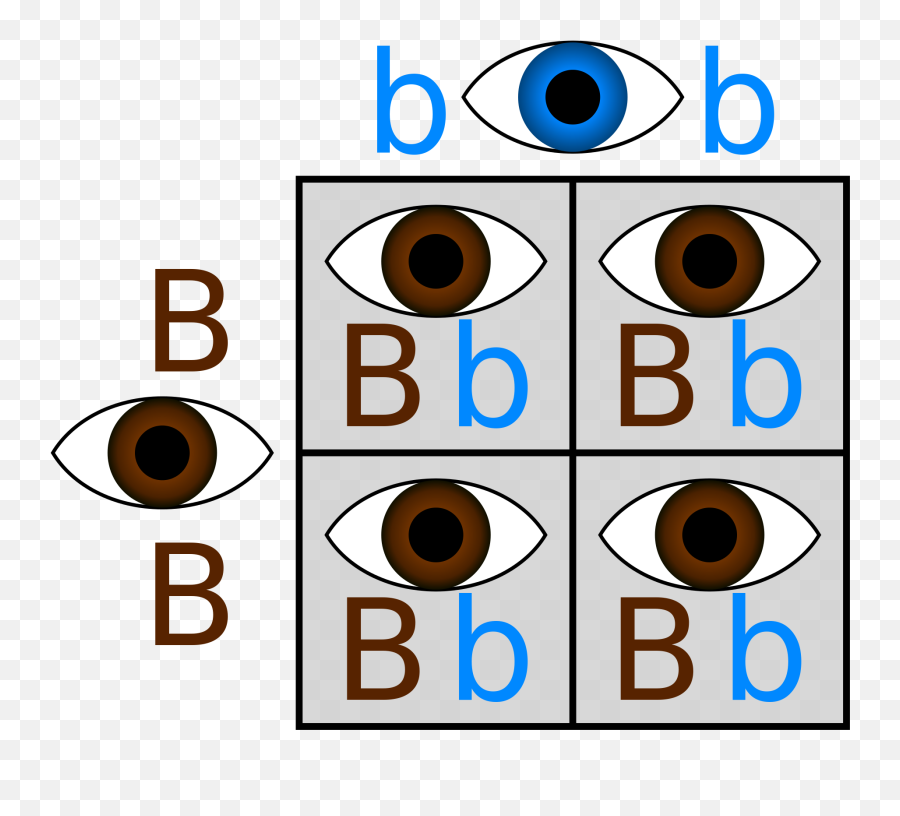 Blue Eyes Clipart Child Observation - Punnett Square Eye Emoji,Brown Eyes Png