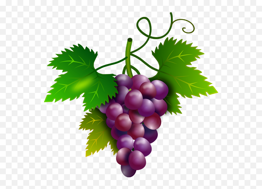 Tube Fruit Raisin Png Dessin Vendanges - Grape Vector Emoji,Raisin Png