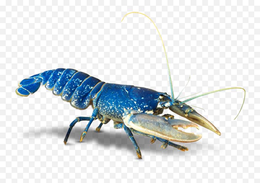Lobster Clipart Invertebrate Lobster In 1508015 - Png Do Crustaceans Look Like Emoji,Lobster Clipart