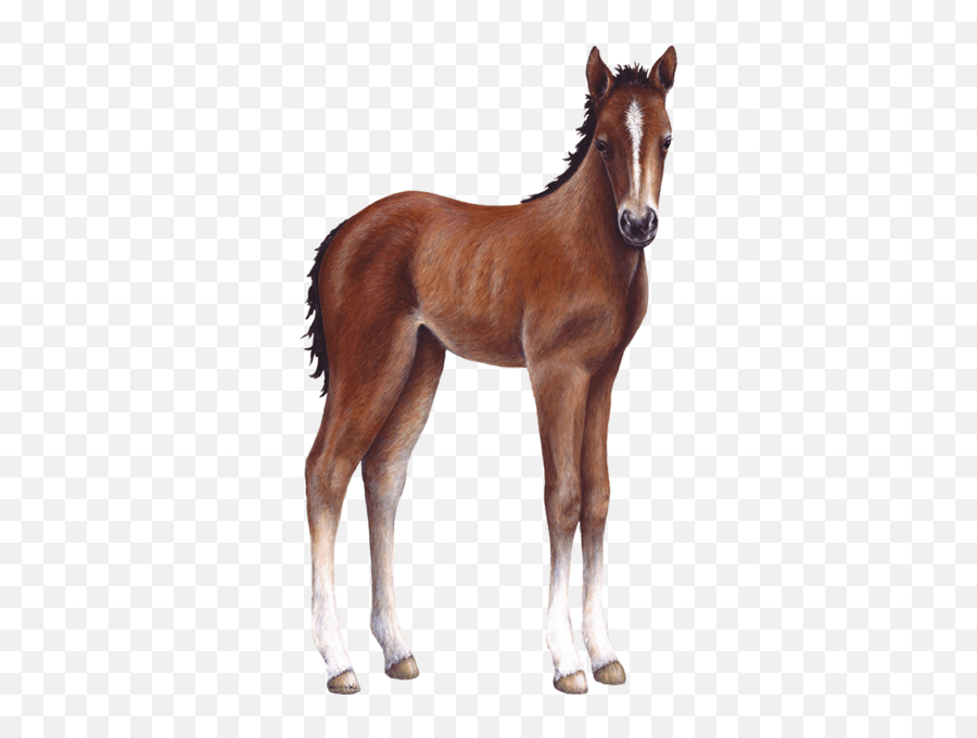 Download Foal Farm Animal Wall Decal Sticker - Baby Horse Baby Horse Png Emoji,Horse Transparent