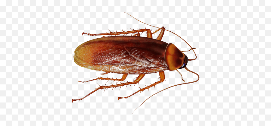 Free Cockroach Png File - Cockroach Hd Png Emoji,Cockroach Png