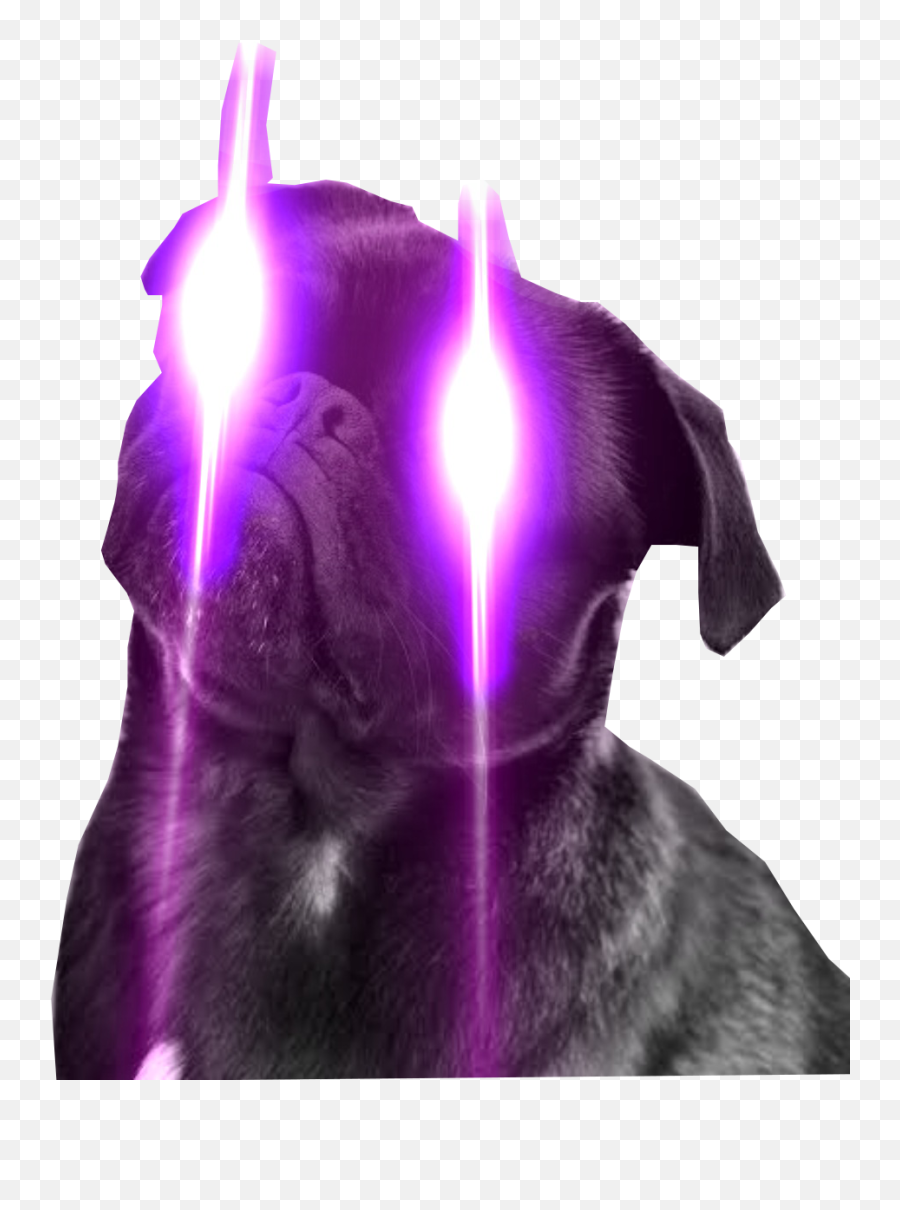 Black Puggo Laser Eyes - Dog Emoji,Laser Eyes Transparent