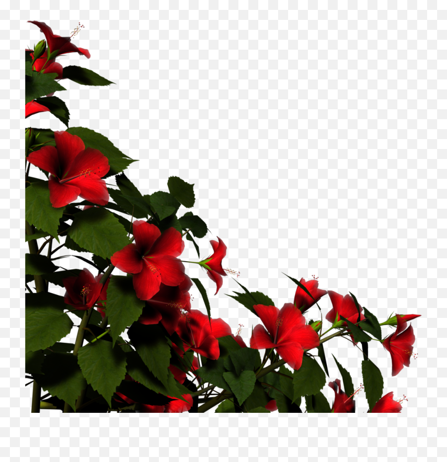 Overlay Render And Red Flower Png - Hibiscus Plant Png Emoji,Red Flower Png