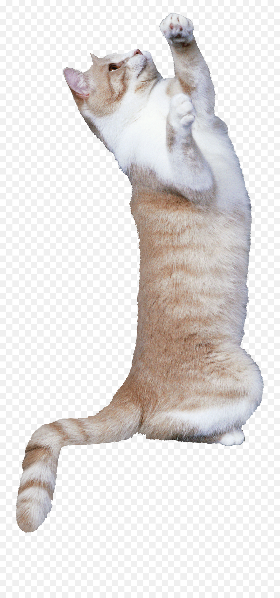 Uploads Cat Cat Png50425 - Png Press Transparent Png Free Emoji,Dancing Cat Gif Transparent