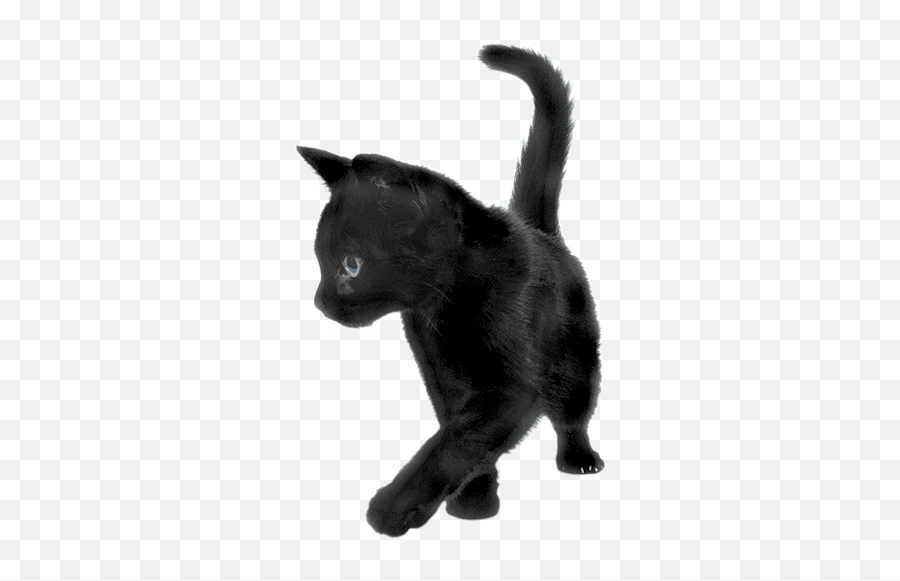 Cats Pnglib U2013 Free Png Library - Black Kitten Transparent Emoji,Kitten Png