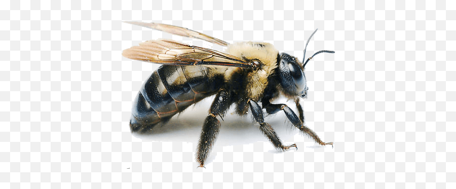 Carpenter Bee Infestation Removal - Carpenter Bee Transparent Background Emoji,Bee Transparent