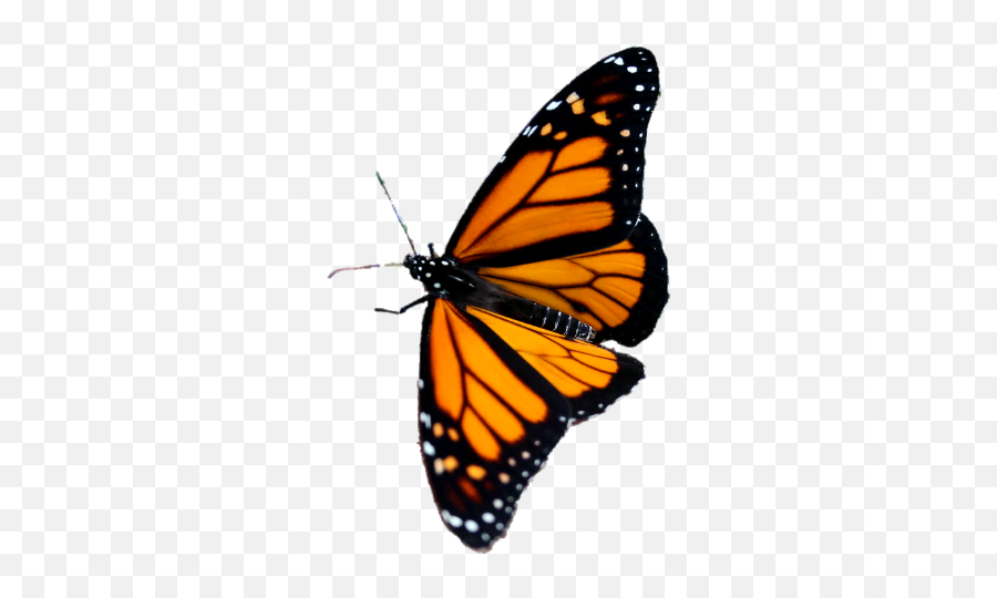 Butterflies Transparent Background Png - Transparent Background Monarch Butterfly Transparent Emoji,Butterfly Transparent
