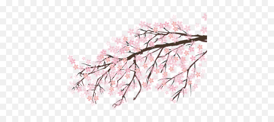 Japanese Cherry Blossom Png Picture - Sakura Tree Emoji,Cherry Blossom Png
