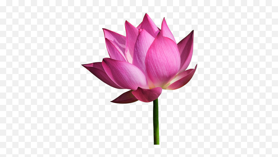 Lotus Flower Png Images Free Download - Small Lotus Flowers Transparent Emoji,Lotus Flower Transparent Background