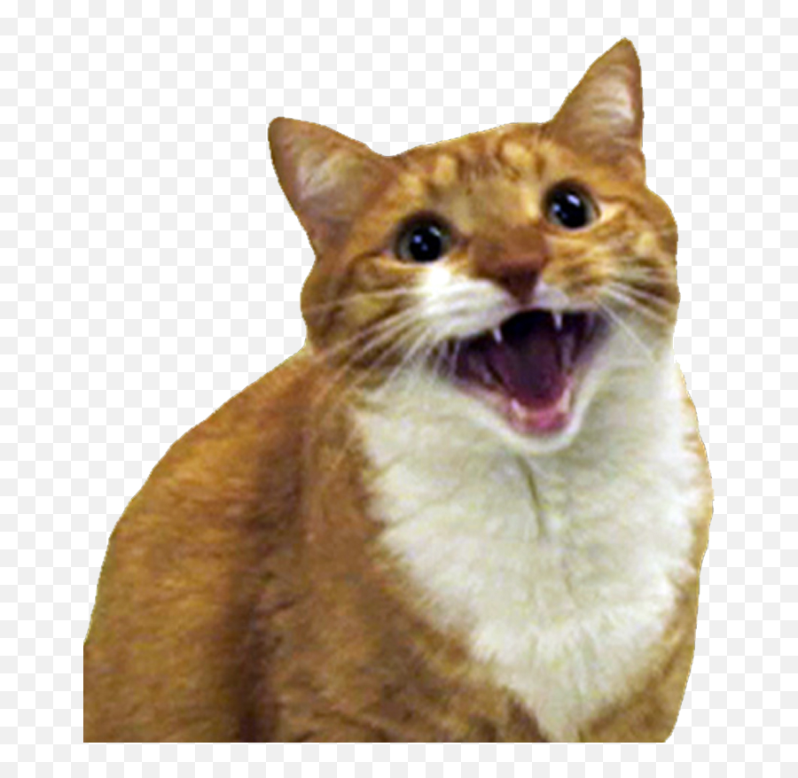 Angry Cat Free Png Image Emoji,Angry Cat Png