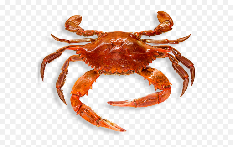 Crab Png Images For Free Download 2 User Saksham 0 0 Emoji,Blue Crab Clipart