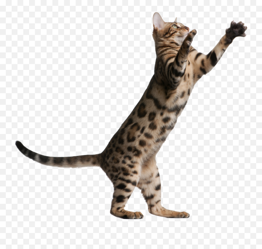 Download Kitten Jumping Png Banner Transparent - Cat Jumping Emoji,Cat With Transparent Background