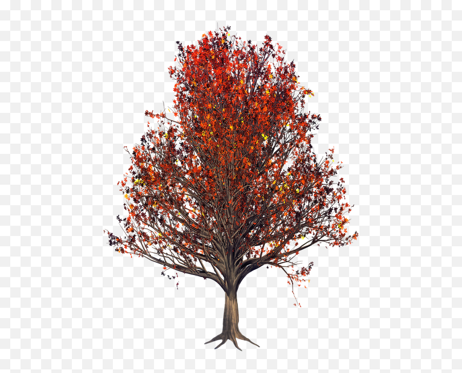 Leaf Nature Tree - Free Image On Pixabay Emoji,Red Tree Png