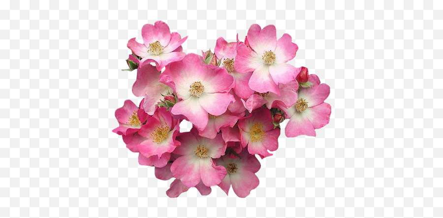 Pink - Flower Pink Real Flowers Png Full Size Png Download Flower Posies Png Emoji,Pink Flower Png