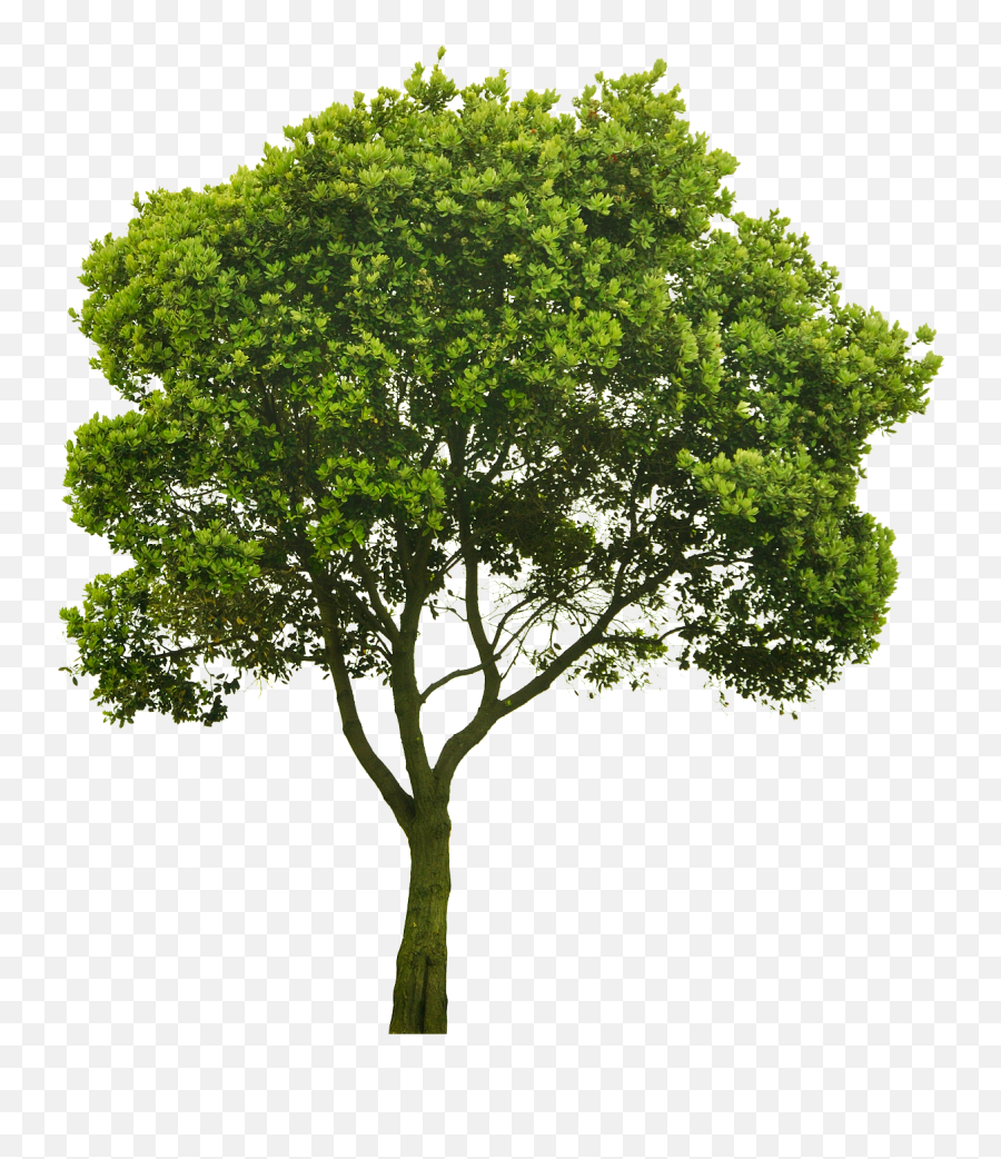 Oak Tree - Tree Png Emoji,Oak Tree Png