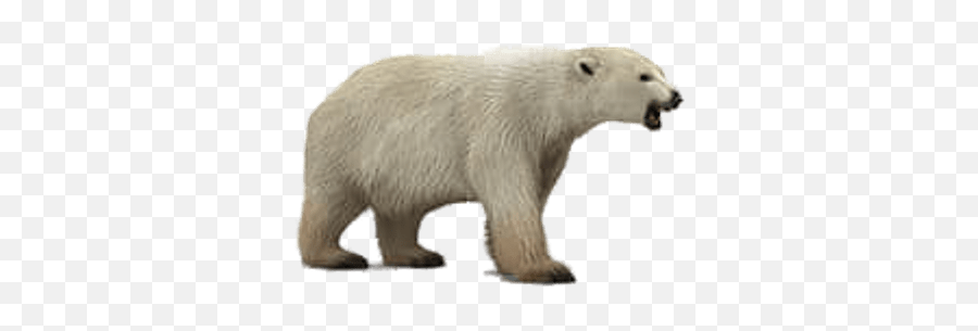 Polar Bear 3d Model Transparent Png - Polar Bear Roaring Png Emoji,Polar Bear Png