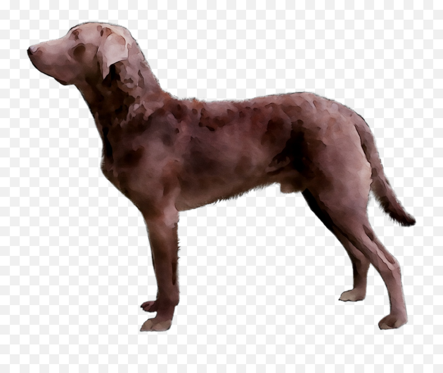 Download Golden Chesapeake Breed Dog Bay Limp Retriever - Chesapeake Bay Retriever Emoji,Golden Retriever Clipart