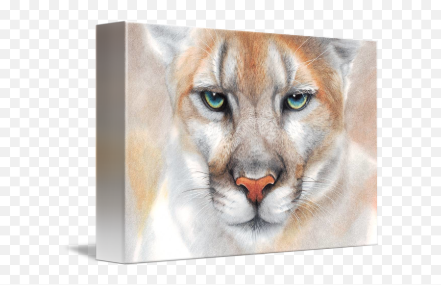 Intensity - Puma Mountain Lion Draw Emoji,Mountain Lion Png