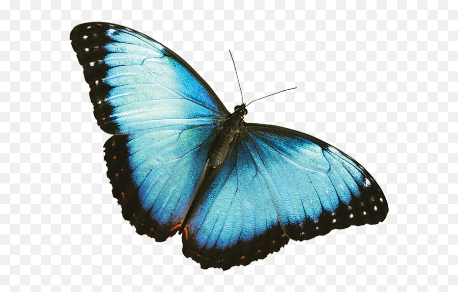 Blue Butterfly Transparent Background - Real Blue Butterfly Transparent Background Emoji,Butterfly Transparent