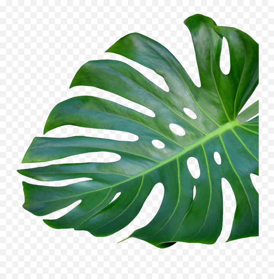 Plant - Monstera Deliciosa Transparent Emoji,Monstera Leaf Png