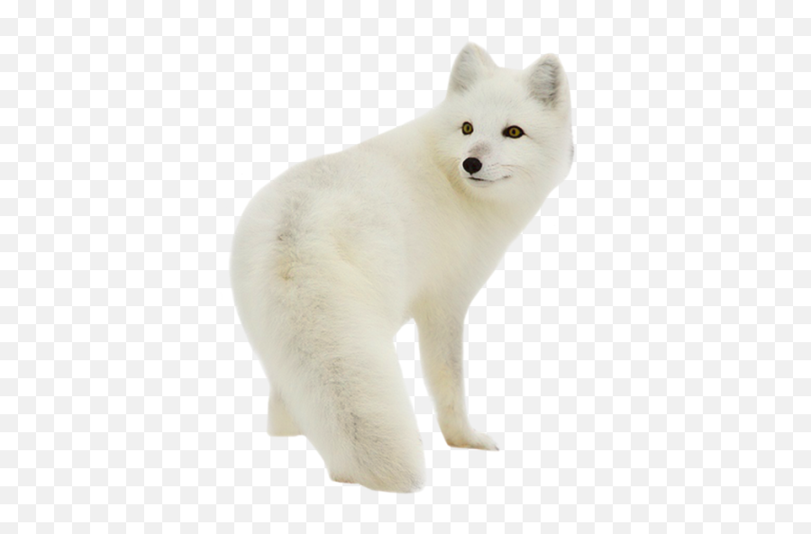 White Arctic Fox Png Image - Arctic Fox Png Emoji,Fox Png