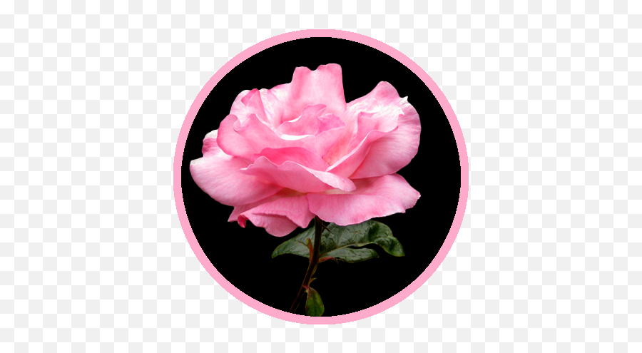 Beautiful Free Rose Clipart - Pink Rose With Black Background Clipart Emoji,Roses Clipart