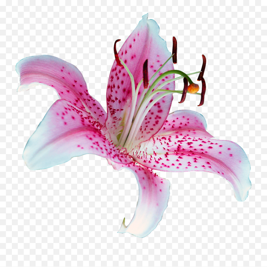 Lilly Bright White Pink Flower Png Picpng - Lily Flor Png Emoji,Pink Flower Png