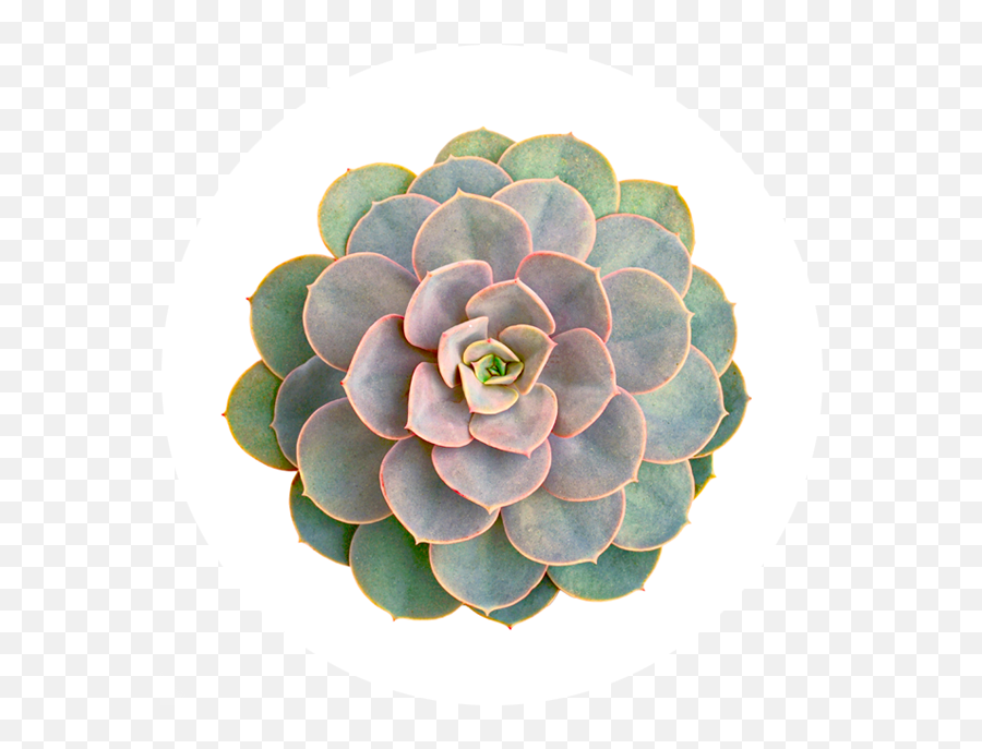 Download Growing Tips - Succulent Plant Wall Sticker Full Top View Succulent Png Emoji,Succulent Png