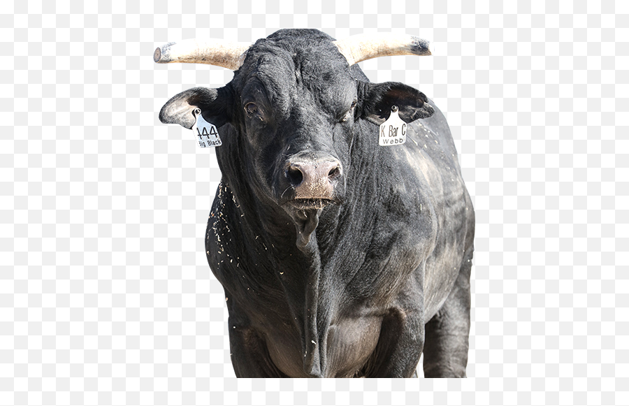 Pbr Bull Emoji,Black Bulls Logo
