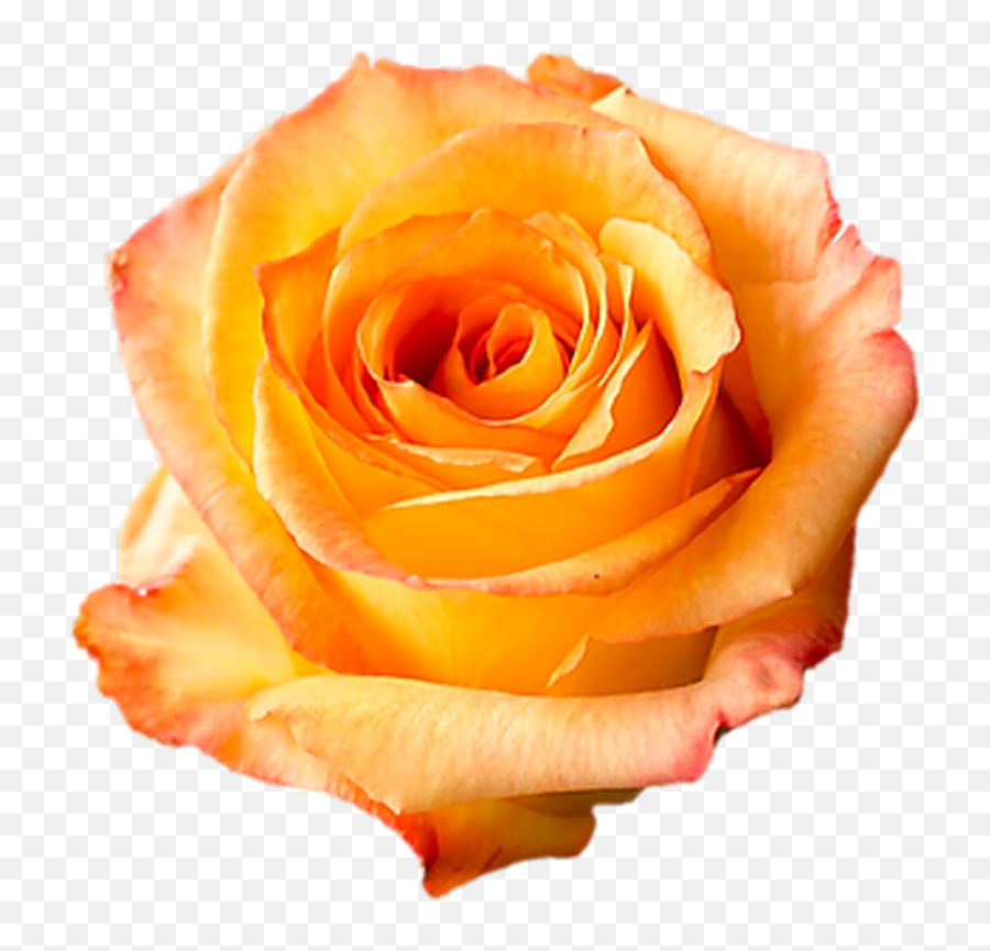 Caribbean Orange Roses Wholesale - Mid Stem 40 Cm Emoji,Orange Flowers Png