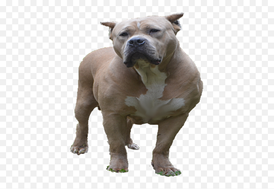 Download Pit Bull Png Image With No Background - Pngkeycom Emoji,Pit Bull Png