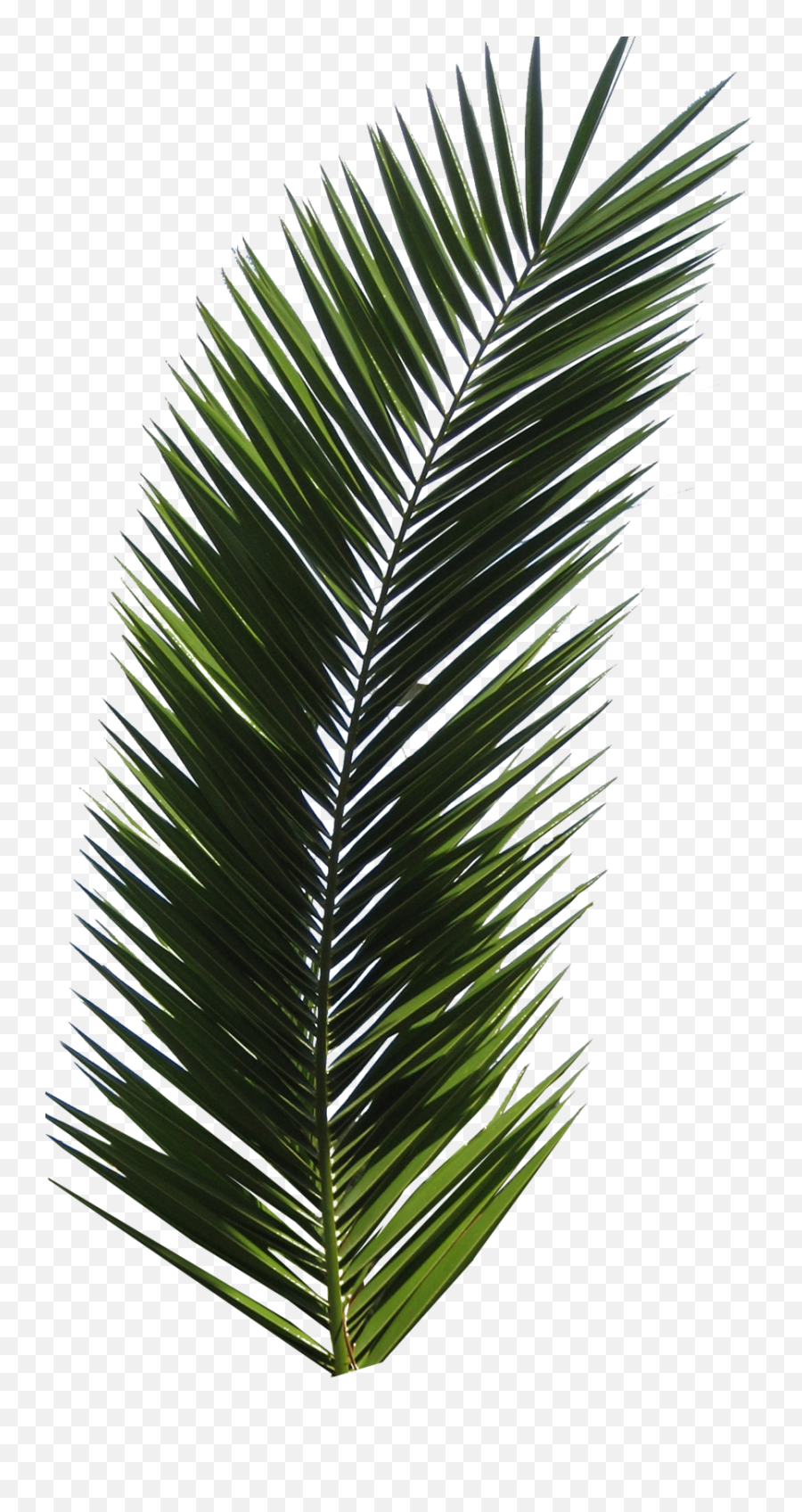 Palm Tree Png Images - Palm Tree Leaf Png Emoji,Palm Tree Png